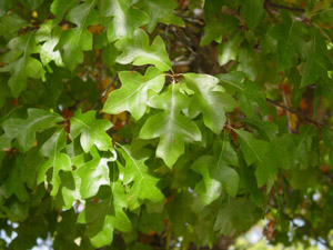 Georgia oak leaves